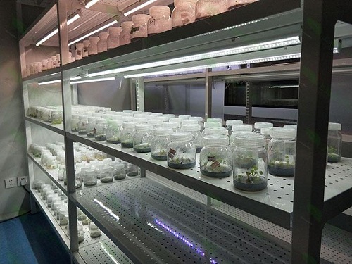静宁植物组织培养实验室设计建设方案